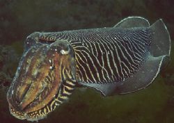 Cuttlefish.
Devon. 60mm. by Mark Thomas 